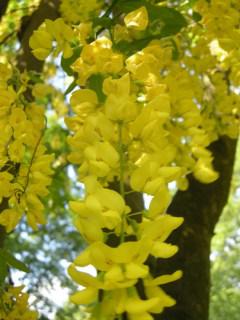 Laburnum anagyroides Flower (17/05/2012, Prague, Czech Republic)