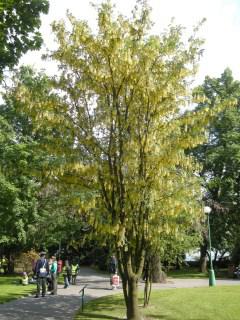 Laburnum anagyroides (17/05/2012, Prague, Czech Republic)