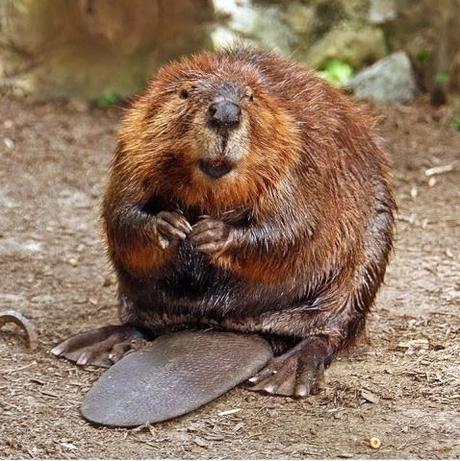 Beaver fathers are some of the best dads in the animal world