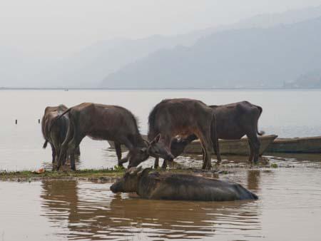 Water buffalo in a brawl in a sandbank on Lake Phewa Tal