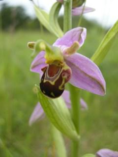 Ophrys apifera flower (12/06/2012, Cambridge)