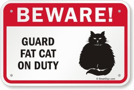 Bad Kitties: The Top 10 'Beware Of Cat” Signs