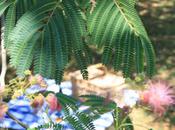 Book Trailer Beneath Mimosa Tree