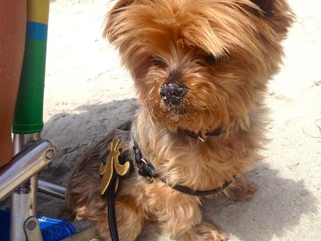 beach dog