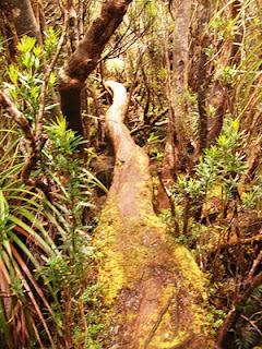 SW Tasmania 2011 - Farmhouse Ck, Arthurs Ranges, Port Davey Track, South West Cape, South Coast Track, Southern Ranges