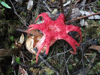 SW Tasmania 2011 - Farmhouse Ck, Arthurs Ranges, Port Davey Track, South West Cape, South Coast Track, Southern Ranges