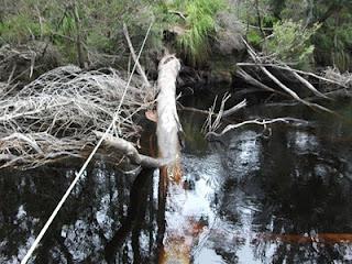 SW Tasmania 2011 - Farmhouse Ck, Arthurs Ranges, Port Davey Track, South West Cape, South Coast Track, Southern Ranges