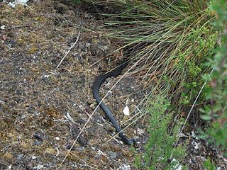 SW Tasmania 2010 - Huon Track, McKays Track, Arthurs Ranges, Farmhouse Creek