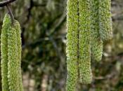 Plant Week: Corylus Avellana