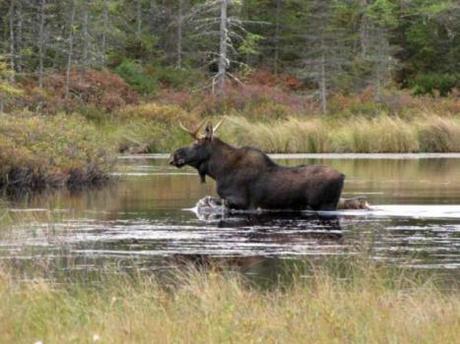 Moose Swims Reservoir To Escape Fire