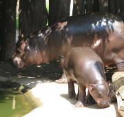 Pygmy Hippopotamus