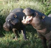 Pygmy Hippopotamus