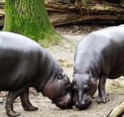 Pygmy Hippopotamus