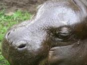 Featured Animal: Pygmy Hippopotamus