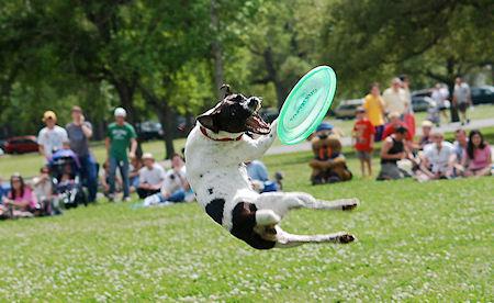 Extreme Distance Frisbee European Championships For Dogs