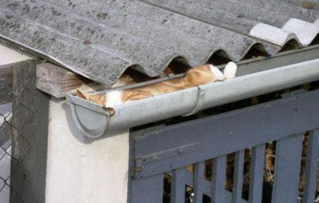 14 Unexpected Places Kitties Curl Up
