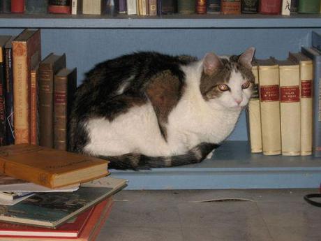 14 Unexpected Places Kitties Curl Up