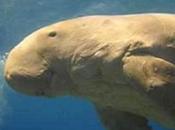 Legislation Tries Protect Dugongs Australia from Painful Death