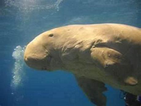 New legislation is said to protect the dugong from unreasonably painful death when hunted.