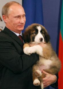 A Puppy For Putin: Japanese Akita Pup Given To Russian President