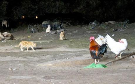 fertility cave  caves africa cats chickens