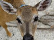 Deer Being Outlawed Pets Arkansas