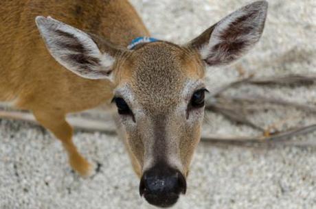 Deer Being Outlawed As Pets In Arkansas