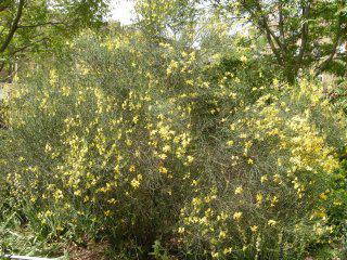 Cytisus scoparius (30/05/2012, London)