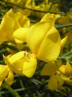 Cytisus scoparius Flower (30/05/2012, London)