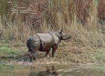 Indian Rhino (C) Hossmann