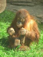 Sumatran Orangutan (C) Kor An