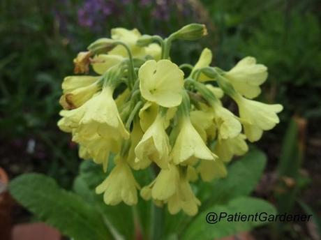 Primula sikkimensis – fasciation