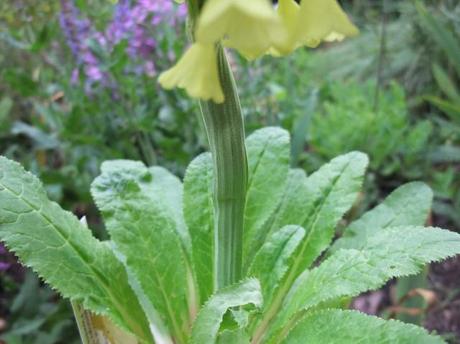 Primula sikkimensis – fasciation