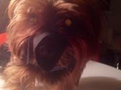 Franke’s Hannibal Lecter Look. (Featuring Muzzle...