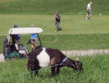 Golf Course's Grazing Goats Are Four-Legged Weed Eaters