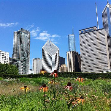 Garden in the City Chicago
