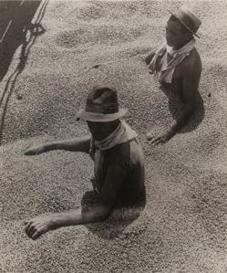 Coffee Workers and Coffee Break / Photographs by Martin Munkacsi (1896-1963)