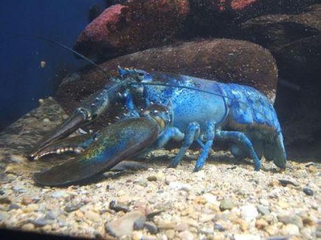 Second Blue Lobster Caught In North America In A Blue Moon