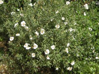 Cistus ladanifer (30/05/2012, London)