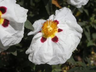 Cistus ladanifer Flower (30/05/2012, London)