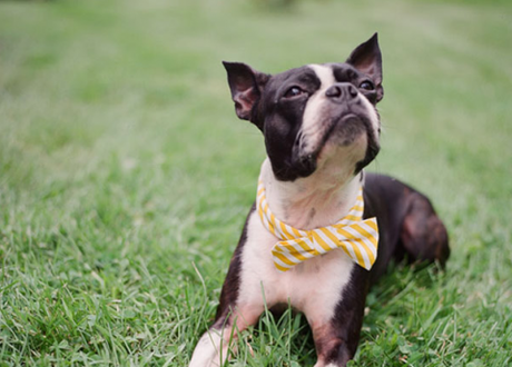 Doctor Who sparks surge in bow tie sales