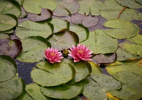 water lily on bog garden