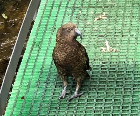 Why you should book a small overnight cruise in Doubtful Sound