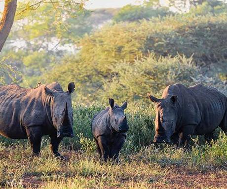 Wilderness in waiting: Conservation during COVID-19