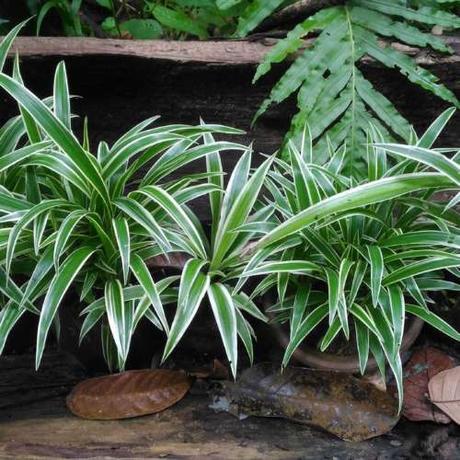 15 Easy Ways to Help the Environment by Reducing Your Carbon Footprint