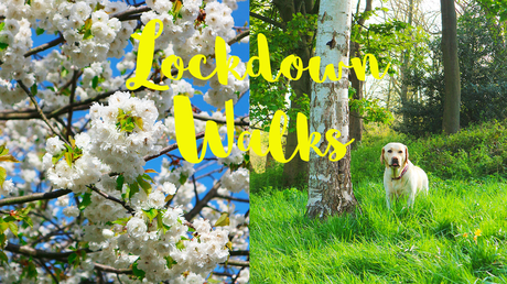 Lockdown Dog Walk Vlog Series