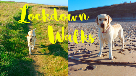 Lockdown Dog Walk Vlog Series