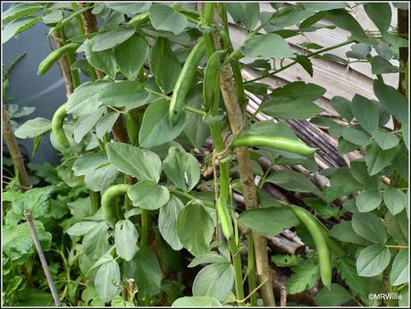 Disaster with the Broad Beans