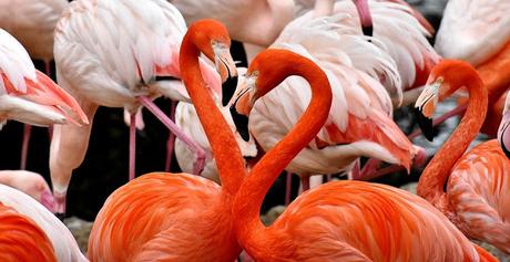 Image: Pink Flamingos, by Alexas_Fotos on Pixabay