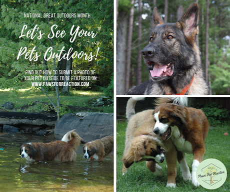 National Great Outdoors Month: Submit a photo of your pet outdoors to be featured